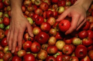 Récolte des pommes pour la cidrerie