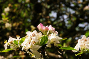 fleur de pommier